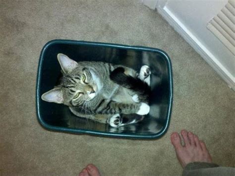 20 Amazingly Funny Examples Of Cat Logic