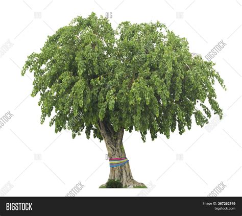 Tree Beautiful Green Image And Photo Free Trial Bigstock