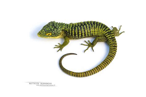Arboreal alligator lizard (abronia graminea), endangered lizard from veracruz and puebla, mexico. Abronia graminea | Arboreal Alligator Lizard - Lagarto de ...