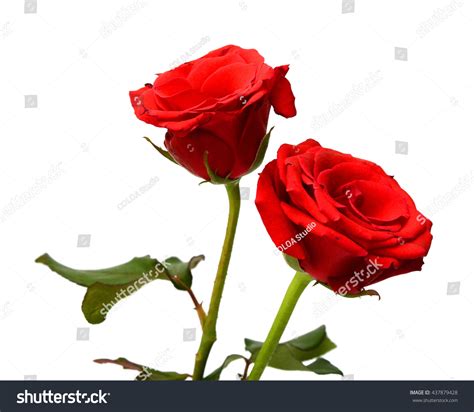 Dark Red Roses Isolated On White Stock Photo Edit Now 437879428