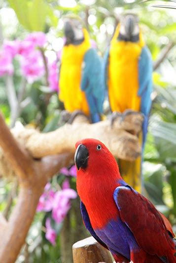 Parrots Jurong Bird Park Singapore