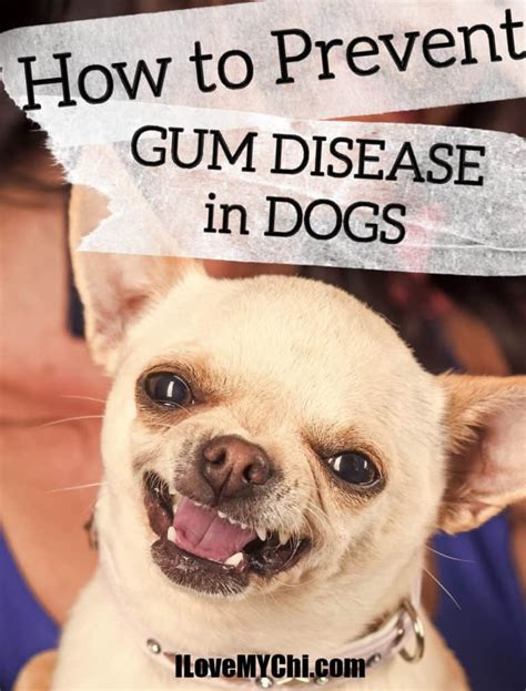 How To Prevent Gum Disease In Dogs I Love My Chi