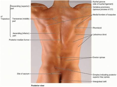 Buttock Crease Anatomy