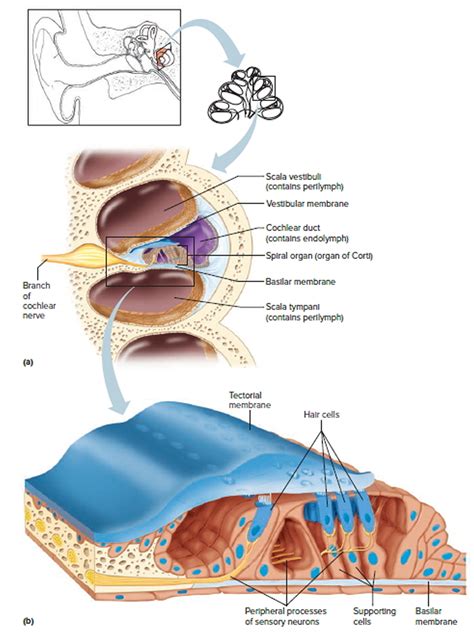 Human Ear Anatomy Parts Of Ear Structure Diagram And Ear Problems
