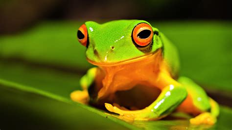 45 Cute Frog Desktop Wallpapers Wallpapersafari