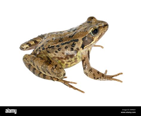 Common Frog Rana Temporaria Stock Photo Alamy