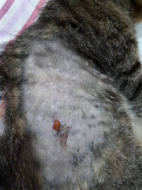 Cat fight wounds and abscesses greencross vets. Tiger's abscesses Day 6 (the soft mass is also an abscess ...