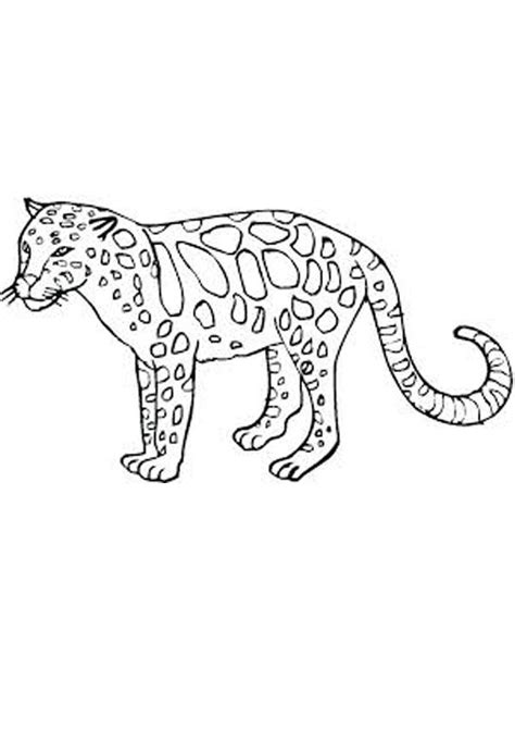 Baby Cheetah Coloring Pages Coloring Pages Color Free Printable