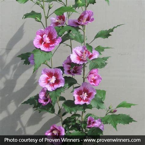 Purple Pillar® Rose Of Sharon