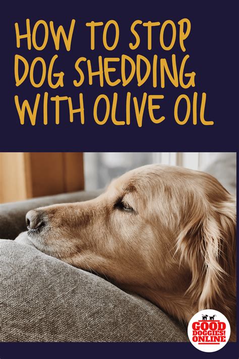 How To Stop A Dog From Shedding Using Olive Oil Stop Dog