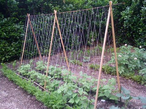 We did not find results for: How to Make a Tomato Trellis - DIY Garden Tips