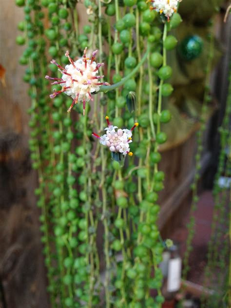 O Garden My Garden Back With Blooming Succulents