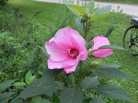 Crimson Eyed Rose Mallow Hibiscus Moscheutos Garden Living Mallow