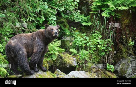 Tongass National Forest High Resolution Stock Photography And Images