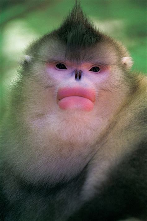 A Young Male Snub Nosed Monkey Xi Zhinong