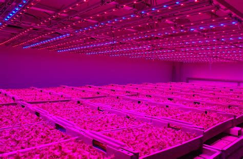 Led grow lights for tomatoes. Tomato grower sees the light