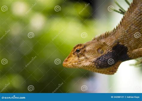 Changeable Lizard Looking Out Stock Image Image Of Close Crawl 24288121