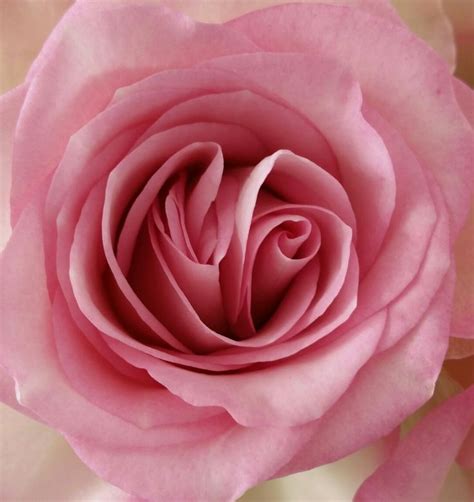 Pin By Beren On Rosas Azules Pink Flowers Wallpaper Beautiful Roses