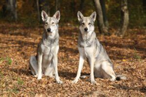 Comparación entre lobos y perros zooplus Magazine