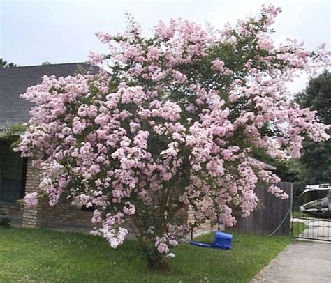 Dwarf Crape Myrtles For Sale