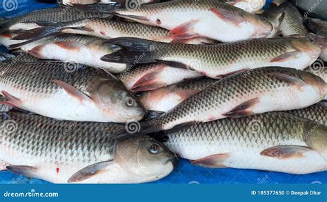 This Picture Shows The Image Of Rohu Fish Most Common In India Stock