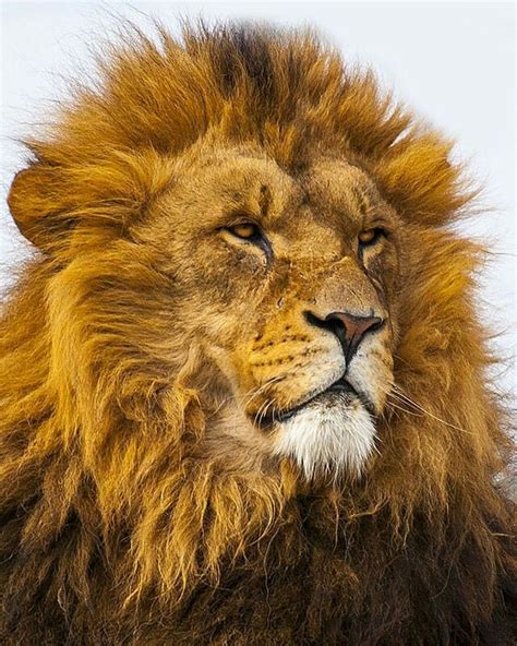 Magnificent Big Lion Looks Like Hes Been Through A Few Battles