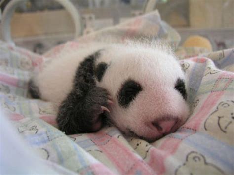 Cuuuuuute Baby Panda