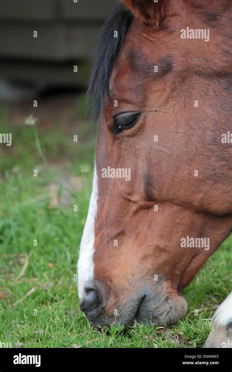 Horse Eating Grass Stock Photo Alamy