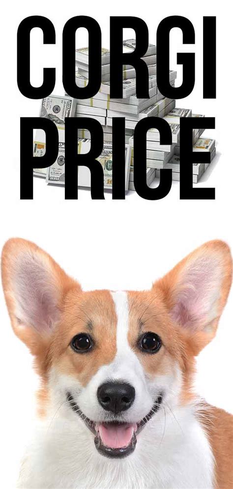 Akc pembroke corgis puppies available. Corgi Price: The Cost of Bringing Home and Raising a Corgi