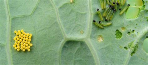 Vegetable Pests & Diseases - Green Vegetable Seeds