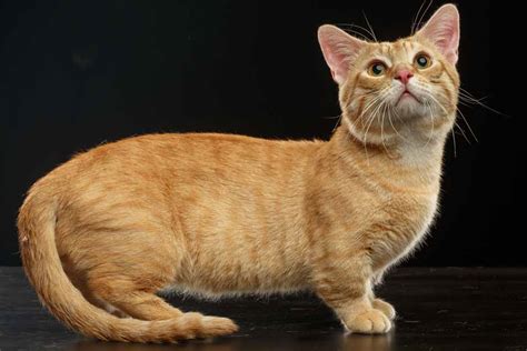 Fun Facts And Trivia About Munchkin Cats Pet Friendly House