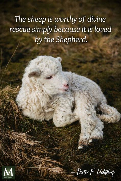Sheep Quote The Minds Journal On Twitter I Quite Enjoy Being The