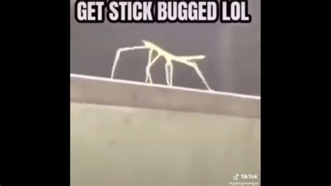 Get Stick Bugged Lol Meme Compilation Youtube
