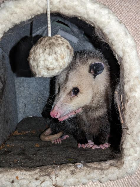 Opossum Using Our Resident Feral Cats Heated House Ropossums