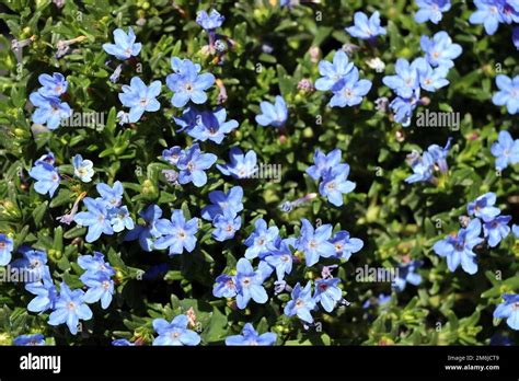 Southern Stone Seed Lithodora Diffusa Flowering Plant Stock Photo