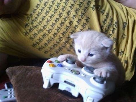 Cat On Xbox Blank Template Imgflip