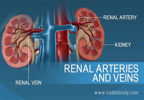Kidneys Urinary Anatomy