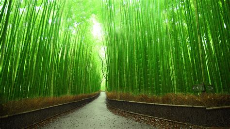 Bamboo Trees Forest Rainy Season 4k Hd Bamboo Wallpapers Hd
