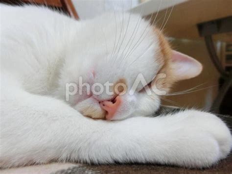 幸せな猫の寝顔2 No 129267｜写真素材なら「写真ac」無料（フリー）ダウンロードok