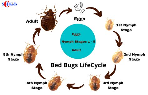 Stages Of Bed Bugs Photos Bmp Vomitory