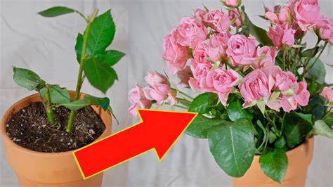 5 024 rose stem stock video clips in 4k and hd for creative projects. Growing roses from stem cuttings.Rose plant propagation in ...