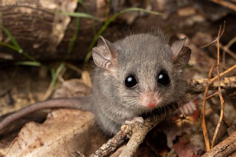 Eastern Pygmy Possum Cercartetus Nanus In 2022 New South Wales