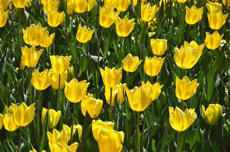 Hd Wallpaper Tulips Yellow Bloom Flower Floriade Canberra