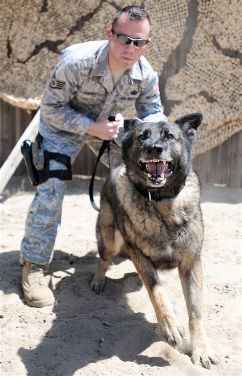 Us Air Force K 9 War Dogs Military Dogs Military Working Dogs