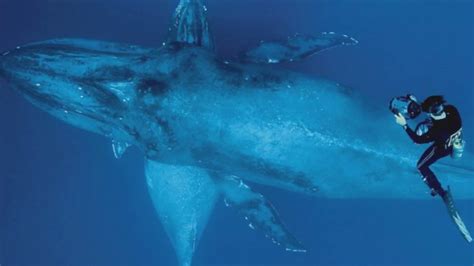 Most Huge Whales Of The World Ocean Youtube