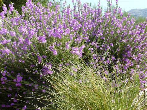 Texas Sage With Purple Flowers