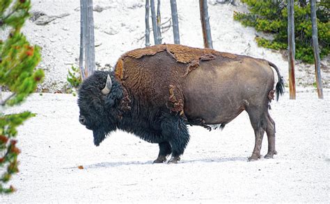 Wild American Bison At Yellowstone National Park Wyoming Usa