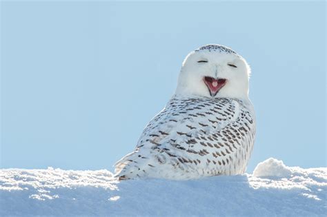 Creature Feature The Stunning Snowy Owl Forest Preserve District Of