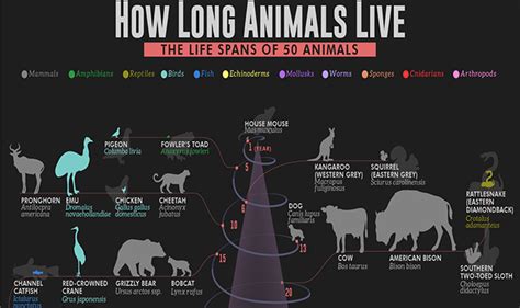 How Long Animals Live The Life Spans Of 50 Animals Infographic