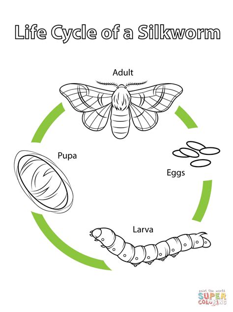 Life Cycle Of A Silkworm Coloring Page Free Printable Coloring Pages